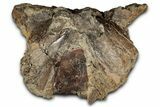 Fossil Triceratops Skull Section with Occipital Condyle - Montana #352275-4